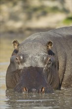 Hippopotamus (Hippopotamus amphibius) in the Lufupa River