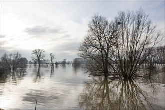 Flood on the Rhine