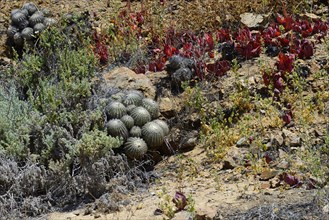 Vegetation with cactus (Copiapoa cinerascens)
