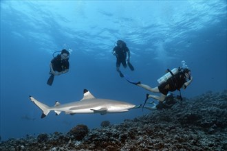 Blacktip reef shark (Carcharhinus melanopterus) with divers