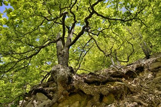 Sessile oaks (Quercus petraea) with gnarled tree trunk on a steep slope