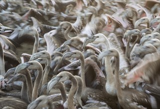 Captured immature Greater Flamingos (Phoenicopterus roseus) which will be ringed and go through a medical check