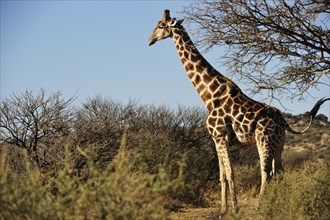 Giraffe (Giraffa camelopardalis) in Bushland