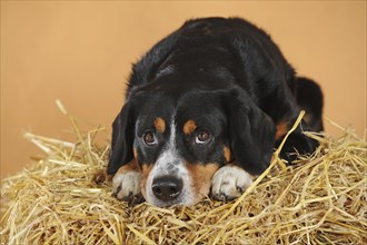 Entlebuch Mountain Dog
