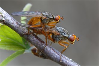 Yellow Dung Fly (Scathophaga stercoraria) during mating
