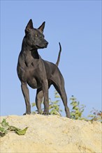 Thai Ridgeback