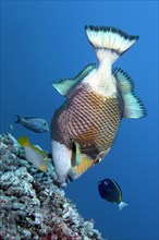 Three coral fish encircle titan triggerfish (Balistoides viridescens) and benefit from its foraging