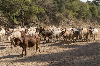 Cattle herd of the Hamer runs in dry river