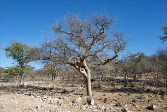 Guggal (Commiphora wightii) in barren landscape