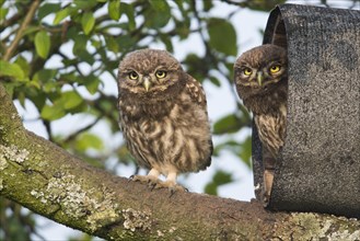 Young Little owls (Athene noctua)