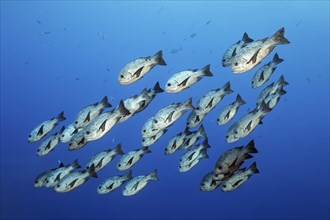Swarm Black-White Snapper or Black and white snapper (Macolor niger) swimming in the open sea