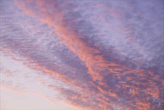 Rosy cirrus clouds