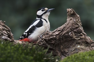 Great spotted woodpecker (Dendrocopos major) sits on deadwood