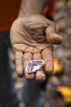 Man holds a cocoa seed with cocoa beans in his hand