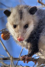 Virginia opossum (Didelphis virginiana)