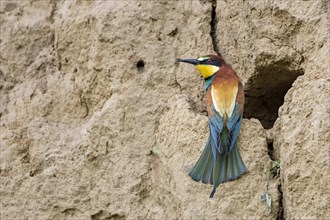 Bee-eater (Merops apiaster) at the breeding tube
