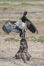 Abdim's stork (Ciconia abdimii) cools itself at midday heat