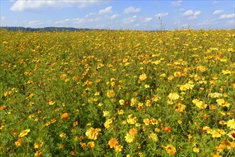 Yellow Marigolds (Tagetes) as green manure on a field
