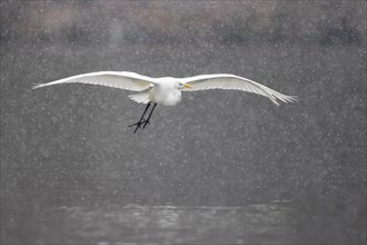 Great egret (Ardea alba) flying during snowfall