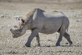Black rhinoceros (Diceros bicornis)