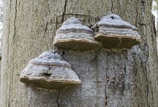 Tinder Fungus (Fomes fomentarius) on Common beech (Fagus sylvatica)
