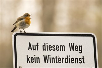 Chirping European robin (Erithacus rubecula) stands on a sign for pedestrians