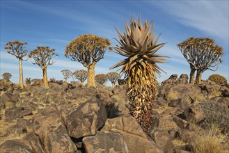 Aloe (Aloe littoralis) and Quiver trees (Aloe dichotoma)