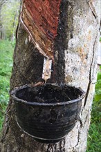 Extraction of natural rubber from Rubber tree (Hevea brasiliensis) on a plantation