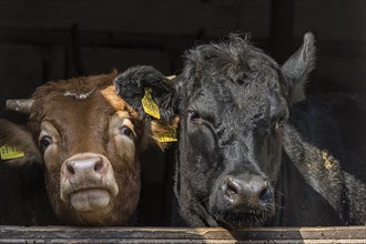 Limousin cattle and Angus-Cattle looking curiously out of the barn door