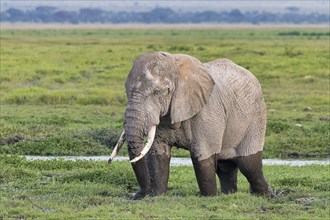 African elephant (Loxodonta africana) in the marsh