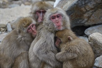 Cuddling and warming Japanese macaque (Macaca fuscata)