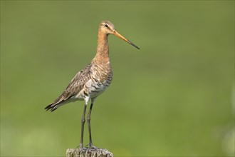 Black-tailed Godwit (Limosa limosa) standing on a pole