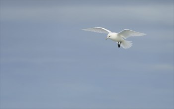 Ivory gull (Pagophila eburnea) in flight