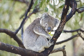 Koala (Phascolarctos cinereus) sitting on a bamboo tree