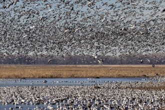 Fall migration of snow geese (Chen caerulescens)