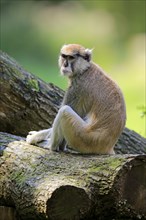 Common patas monkey (Erythrocebus patas patas)