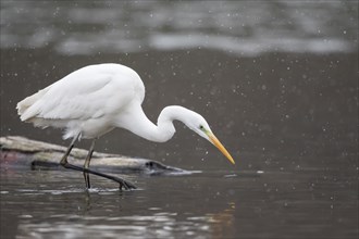 Great egret (Ardea alba) hunting prey in the water during snowfall