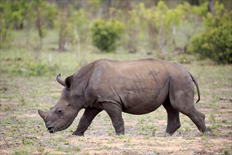 White rhinoceros (Ceratotherium simum)