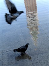 Two pigeons on the flooded Piazza San Marco where the campanile is reflected