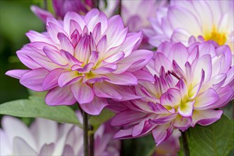 Decorative dahlia (Dahlia)