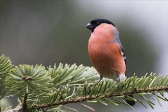 Bullfinch (Pyrrhula pyrrhula)