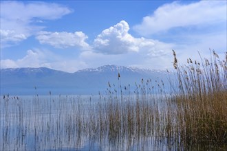 Reeds on the lake shore