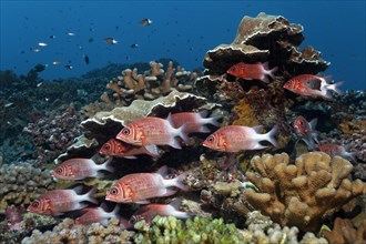 Swarm Silverspot squirrelfish (Sargocentron caudimaculatum) swims in front of stony corals