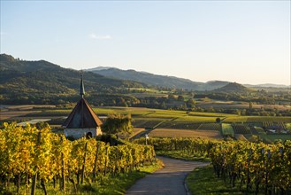Olbergkapelle between vineyards
