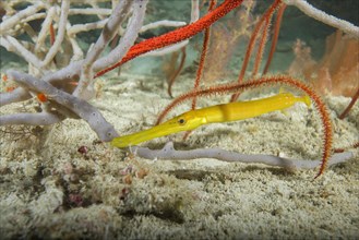 Baby Yellow Pacific Trumpetfish (Aulostomus chinensis) hiding among corals and sponges