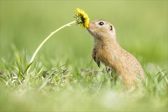 European ground squirrel (Spermophilus citellus) sniffing dandelion (Taraxacum)