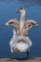 Young Mute swan (Cygnus olor) beats his wings