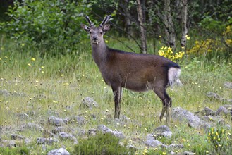 Young red deer (Cervus elaphus) in bast