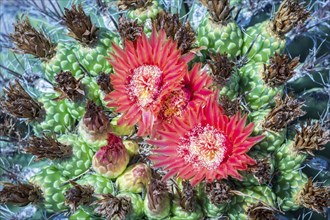 Red flowering Fishhook Barrel Cactus (Ferocactus wislizeni)