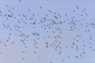A flock of golden plover (Puvialis apricaria)